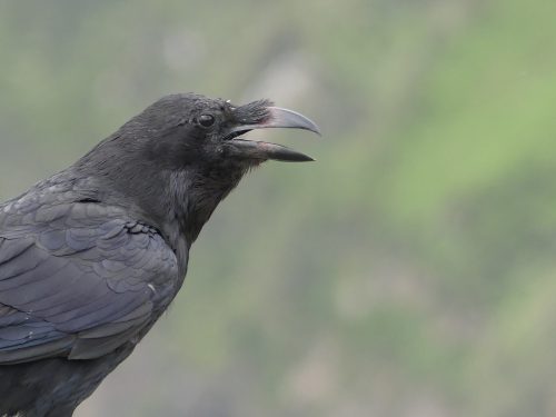 Raven at Slaibh Liag Cliffs